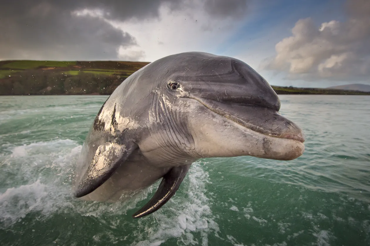 Fungie the Dolphin Tours