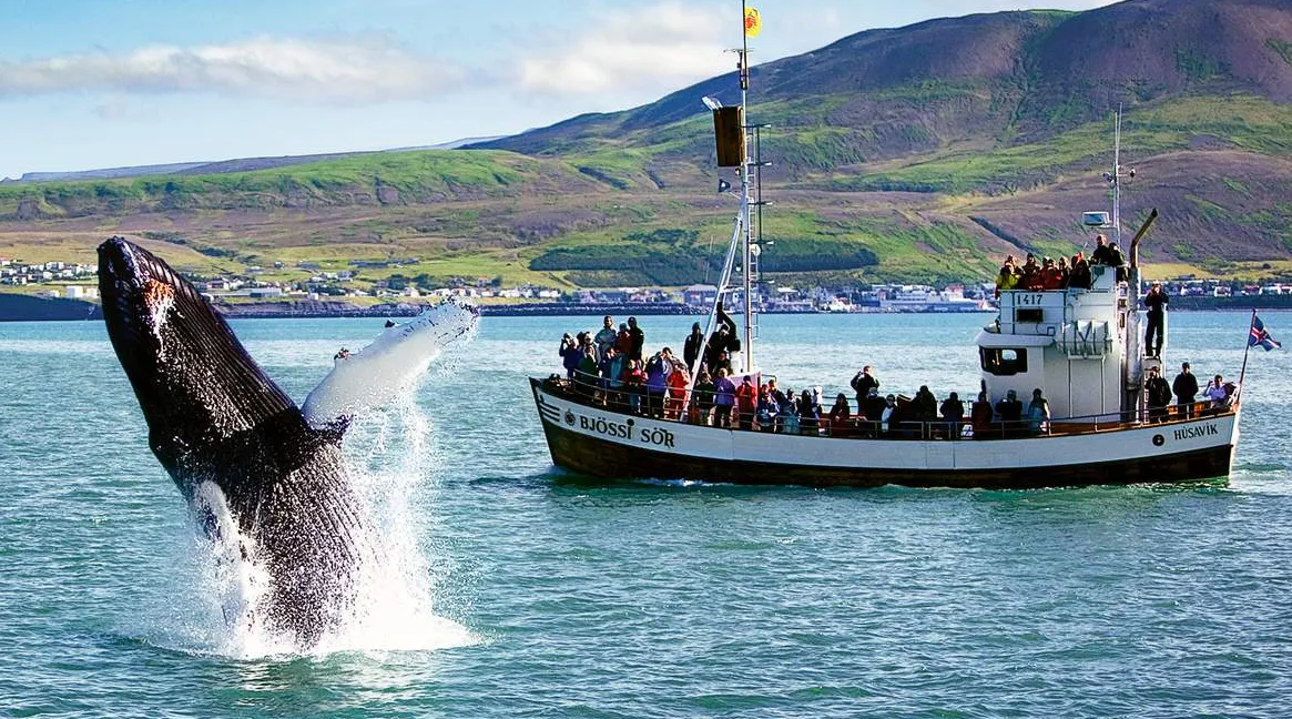 Húsavík Whale Watching