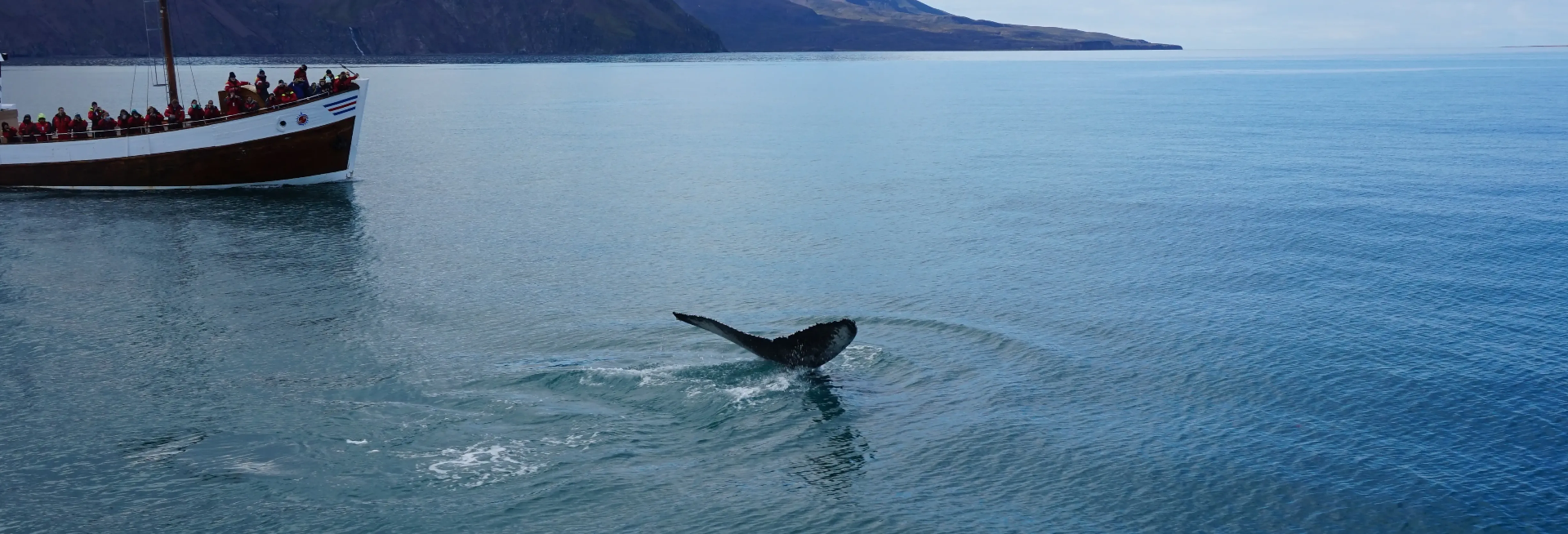 Avistamiento de Ballenas