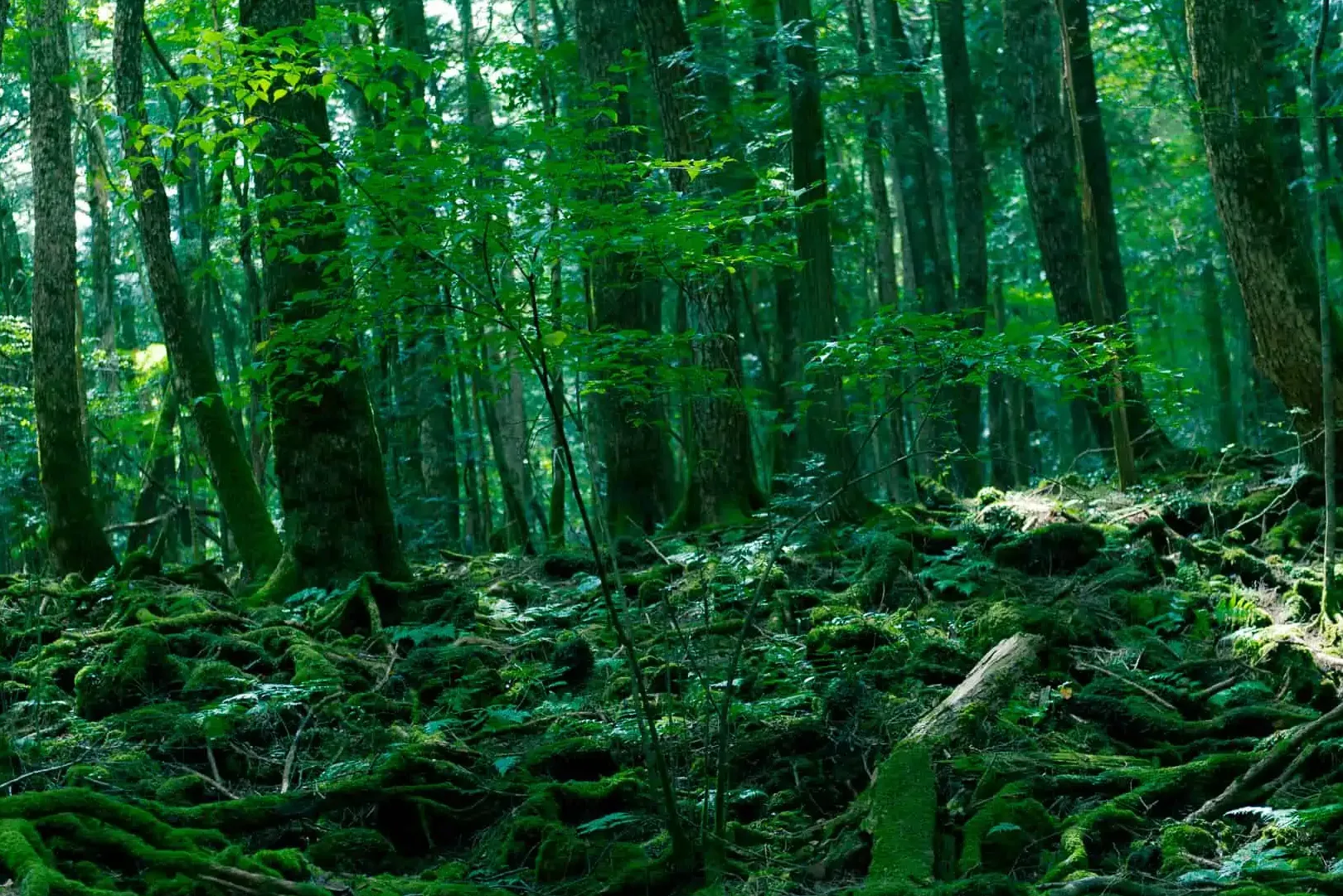 Bosque Aokigahara