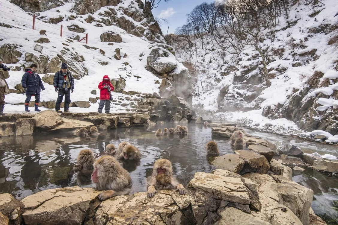 Jigokudani Monkey Park