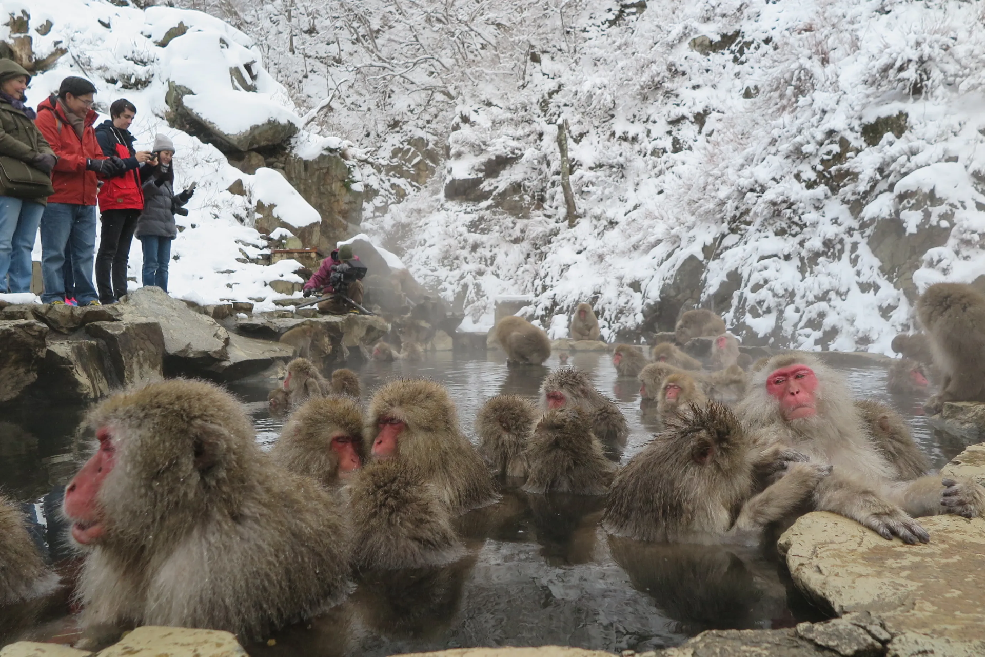 Parque de Monos de Jigokudani