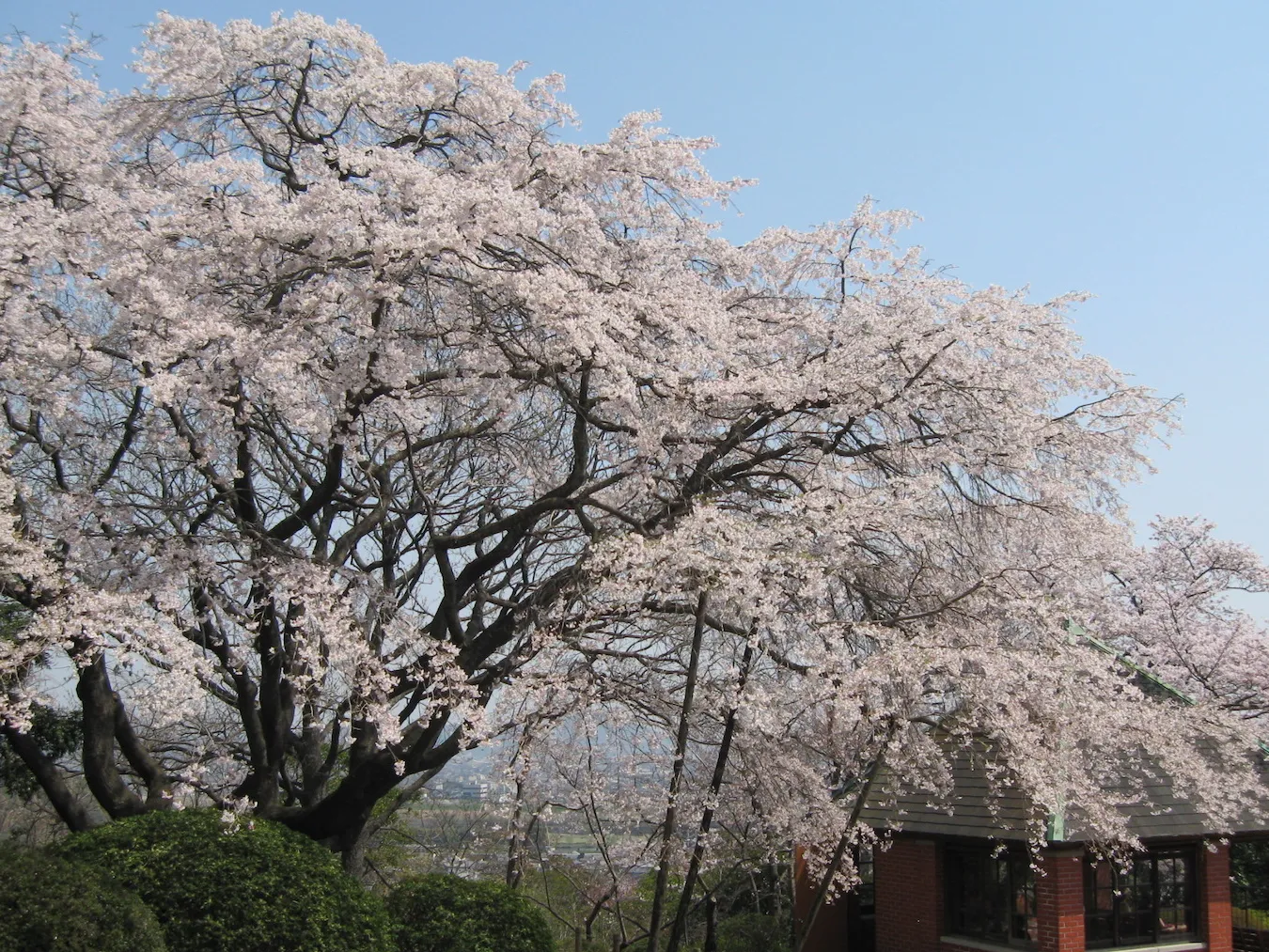 Handayama Botanical Garden