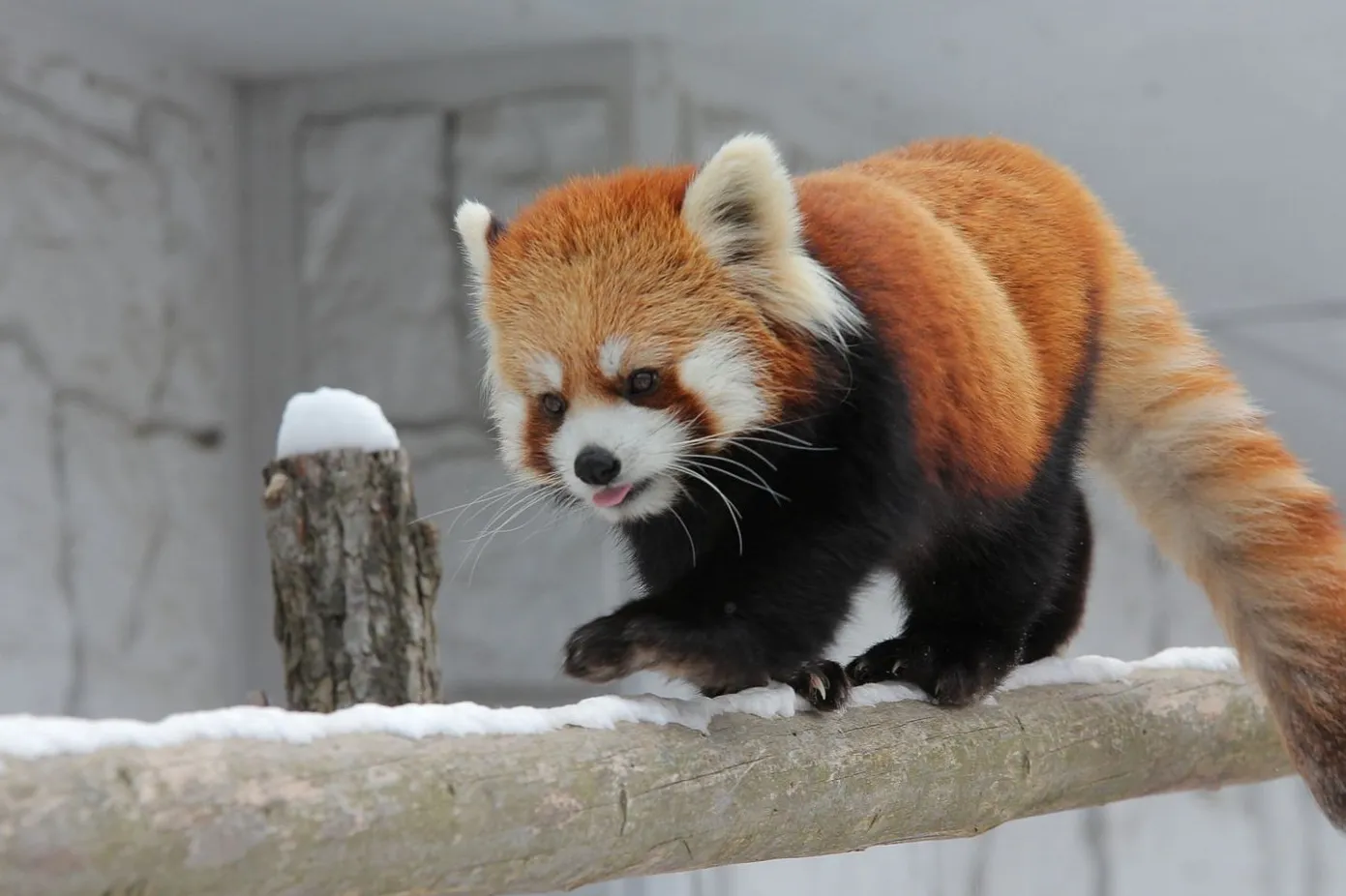 Parque Maruyama y Zoológico de Maruyama