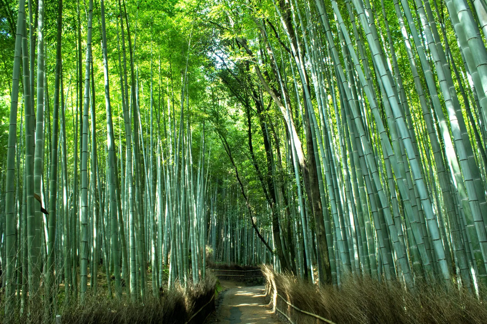 Arashiyama Bamboo Grove