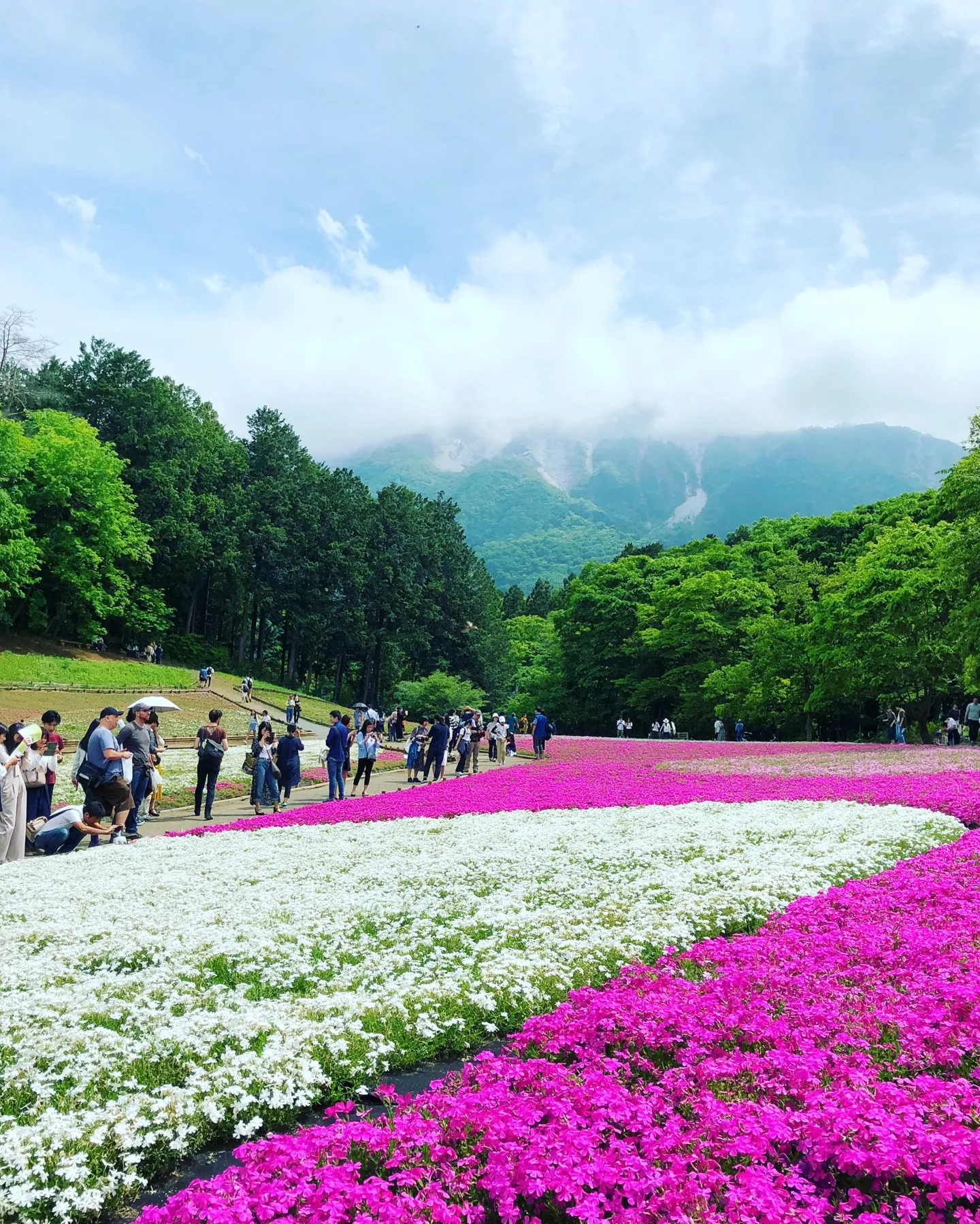 Parque Hitsujiyama