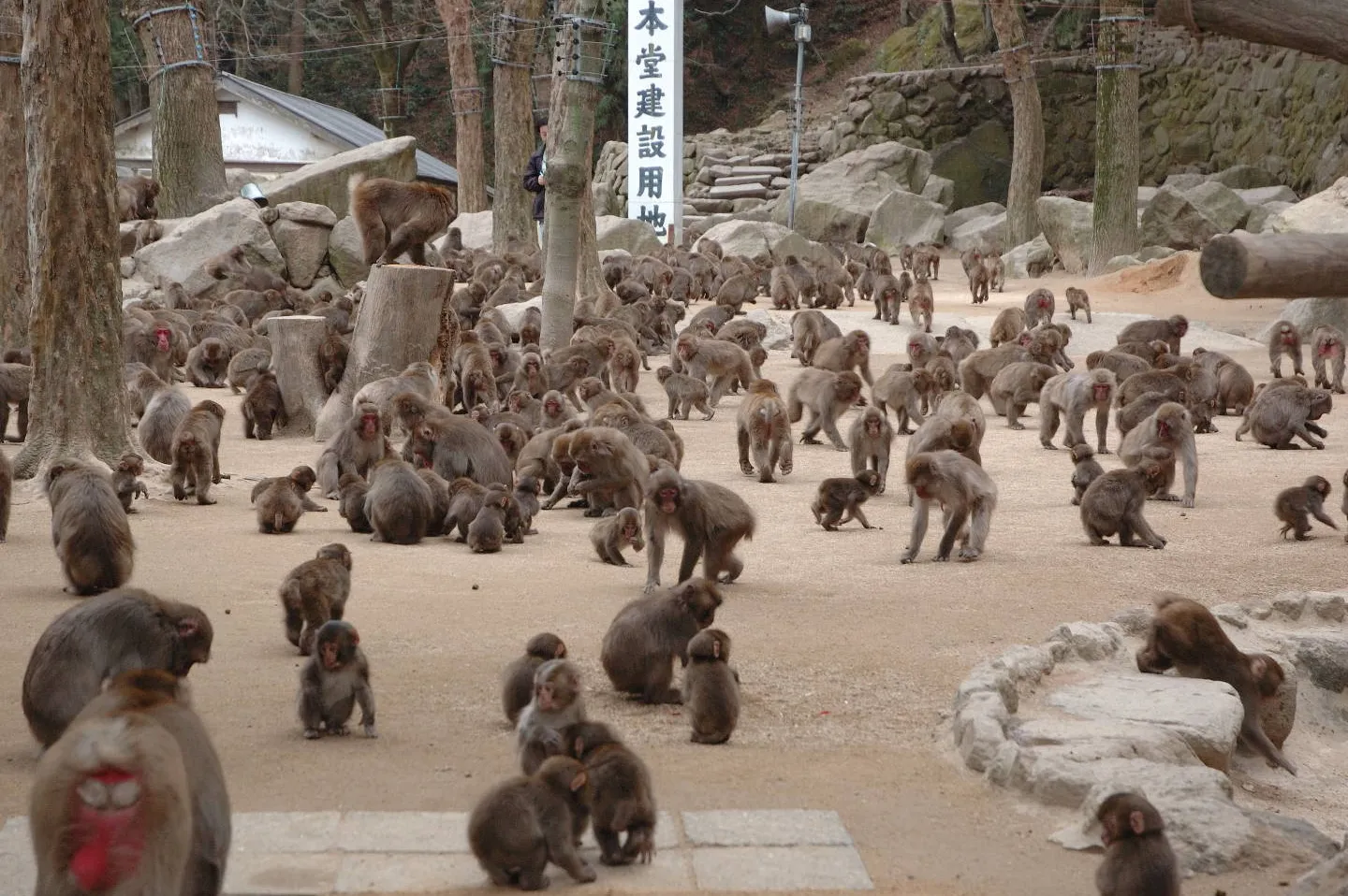 Takasakiyama Monkey Park