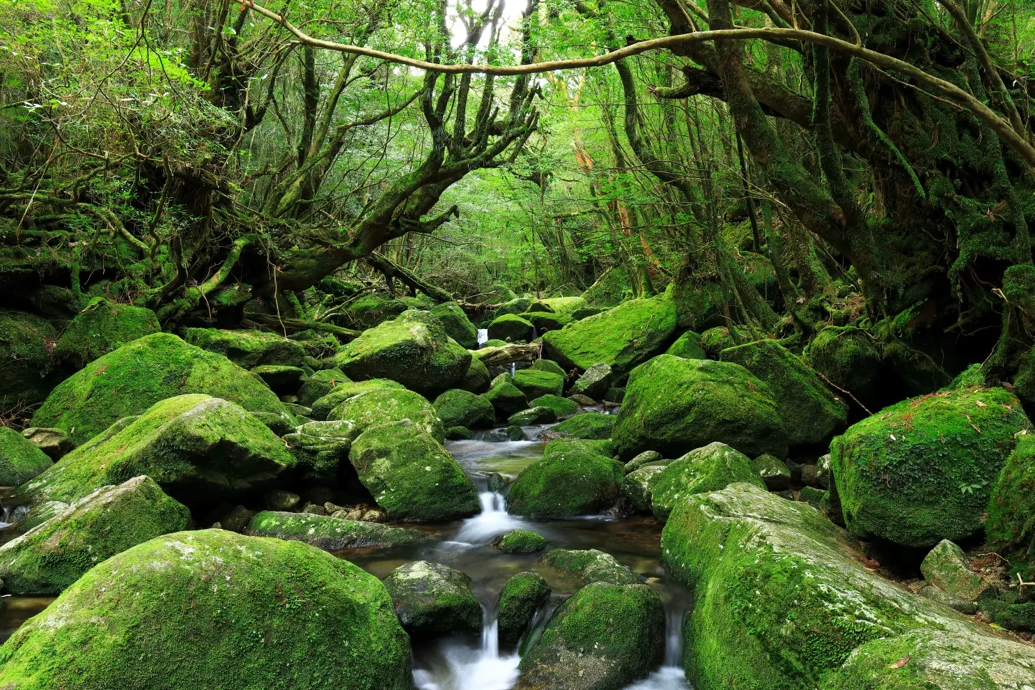 Isla Yakushima