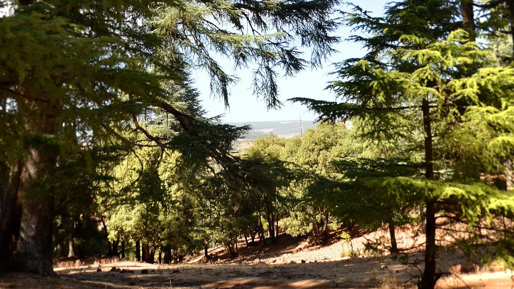 Bosque de Cedros