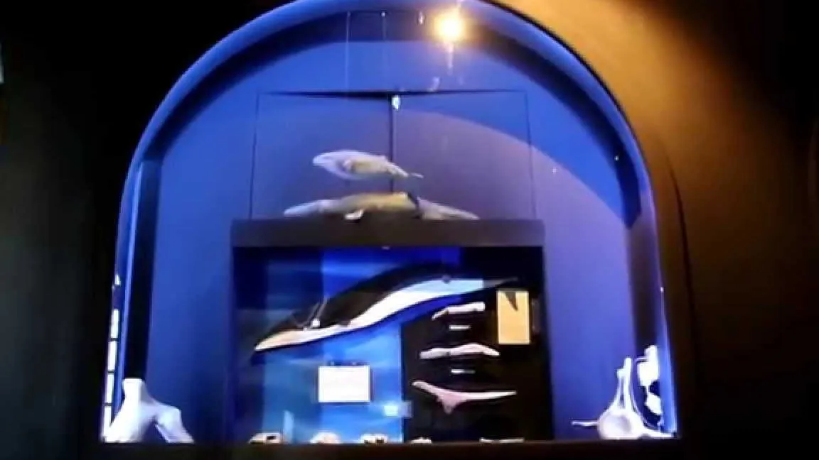 Museo de la Ballena