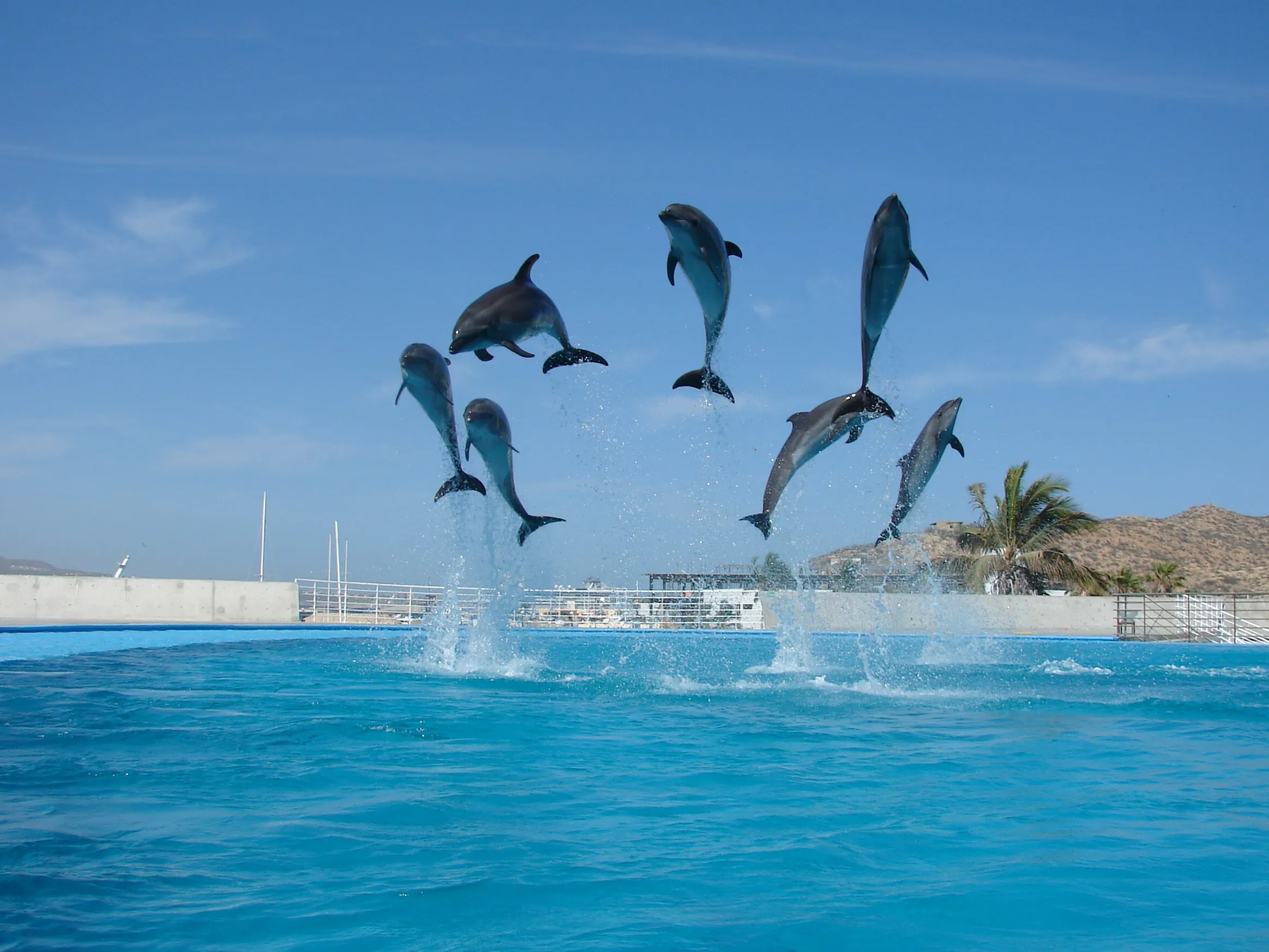 Cabo Dolphins