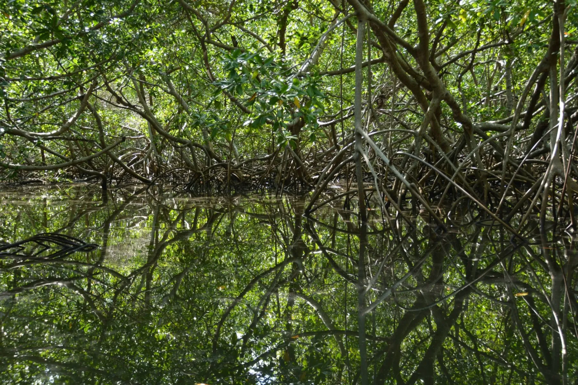 Reserva Natural Estero Padre Ramos