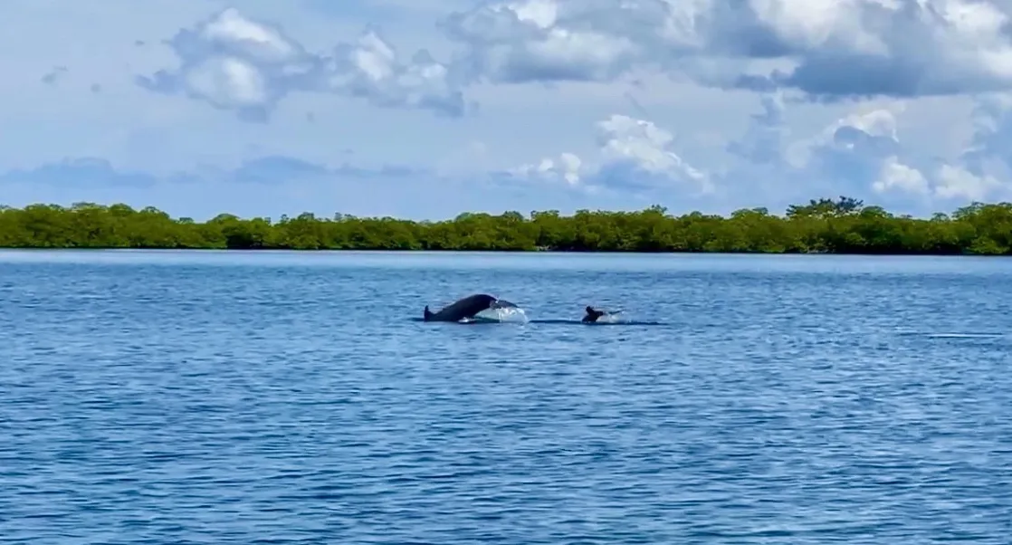 Bahía de los Delfines