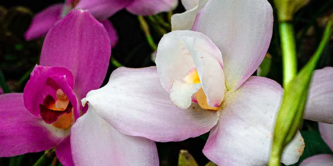 Jardín de Orquídeas Finca Dracula