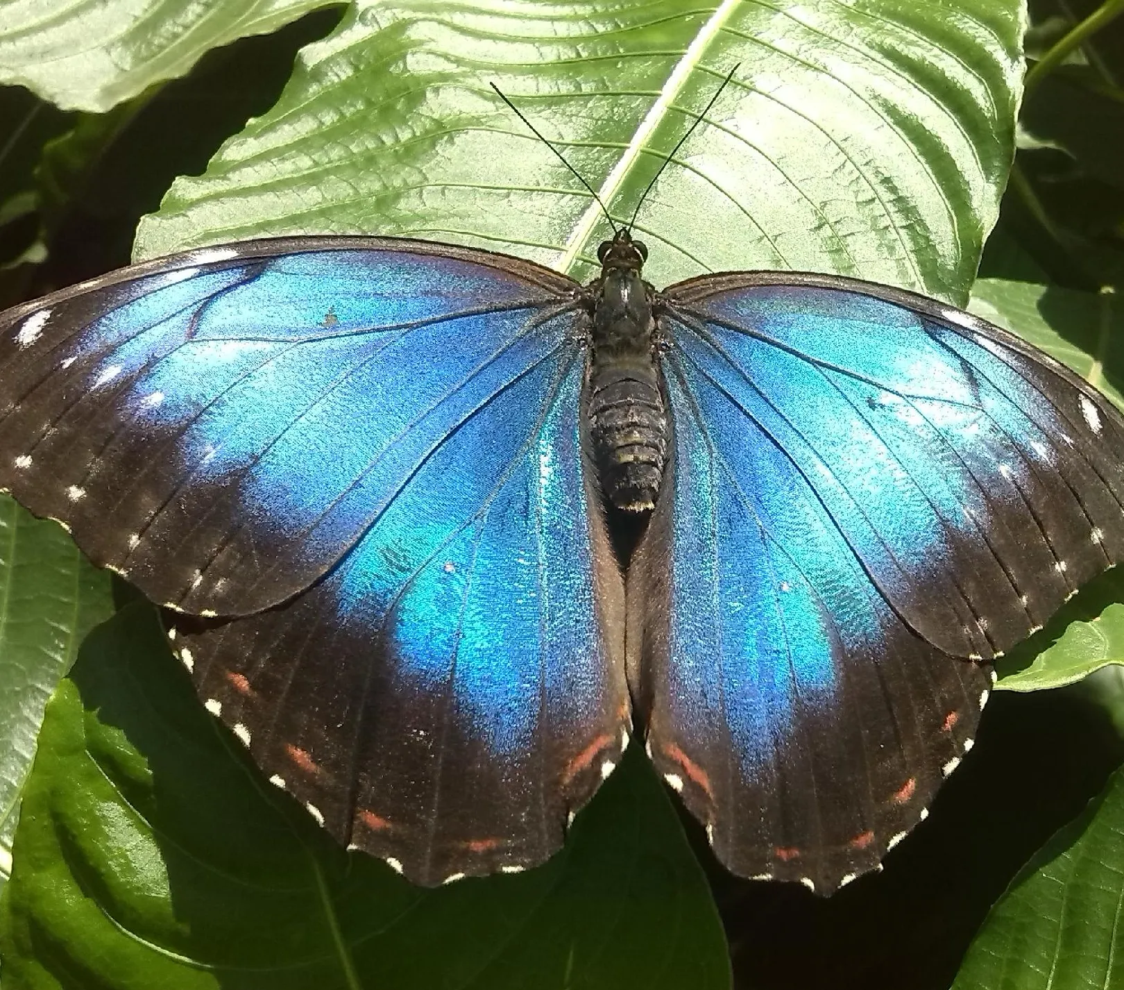 Mariposario