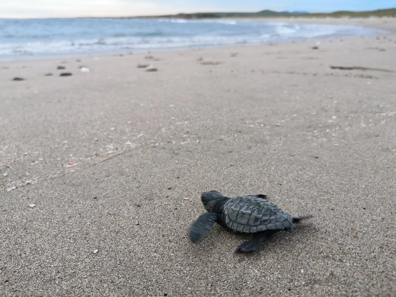 Zona de Anidación de Tortugas