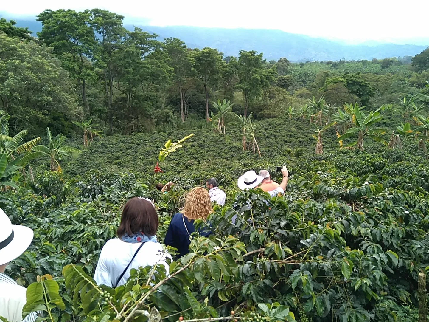 Ruta del Café de Veraguas