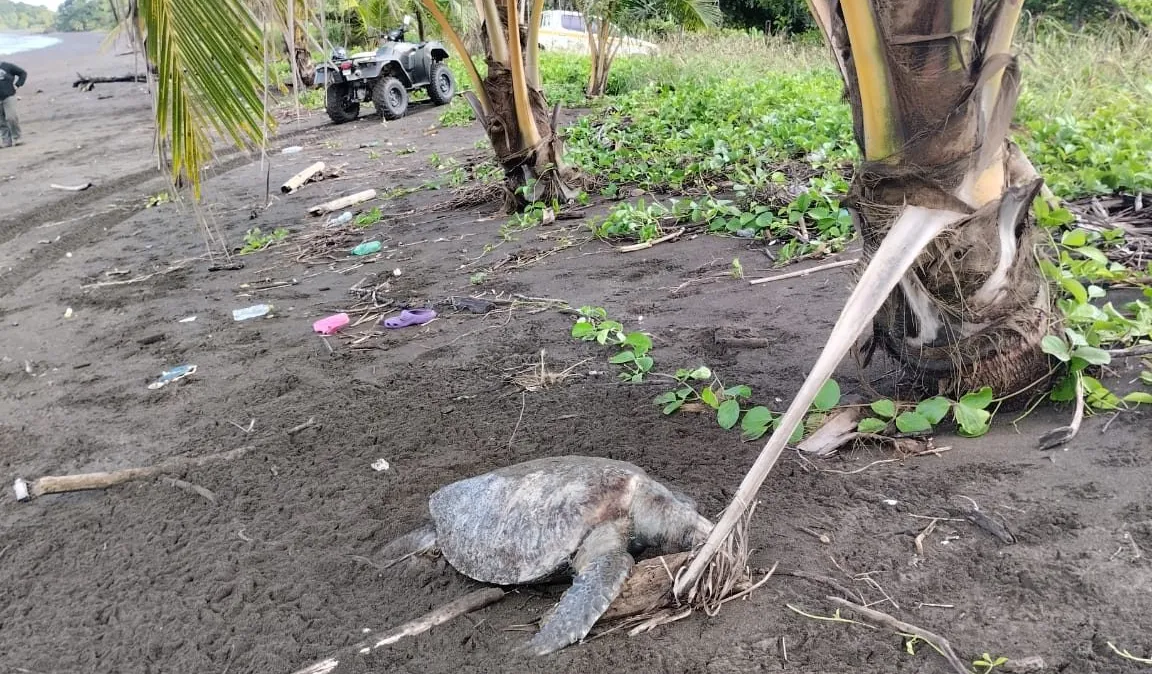 Encuentro con tortugas marinas