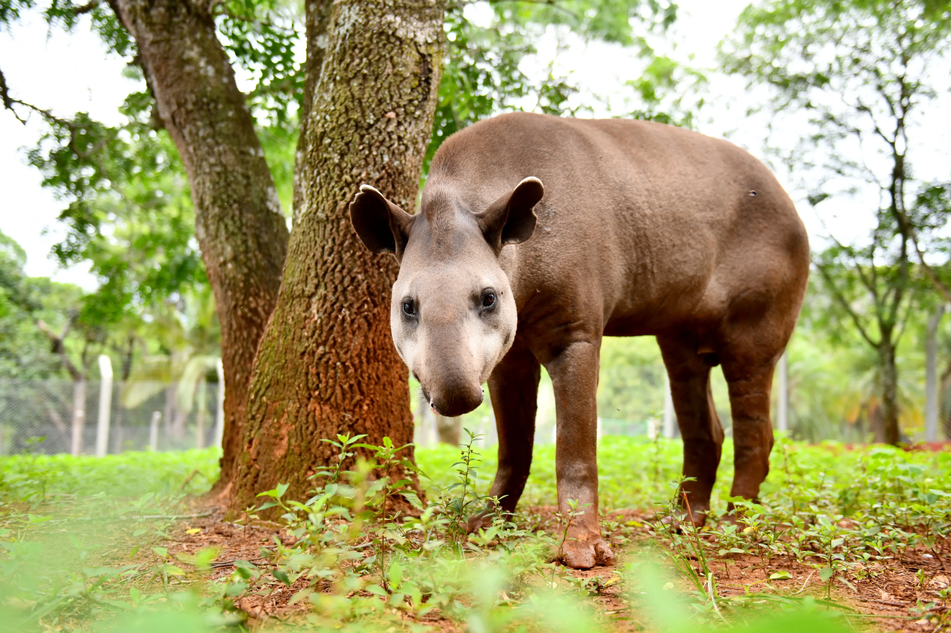 Centro de Recría de Animales Silvestres de Itaipú