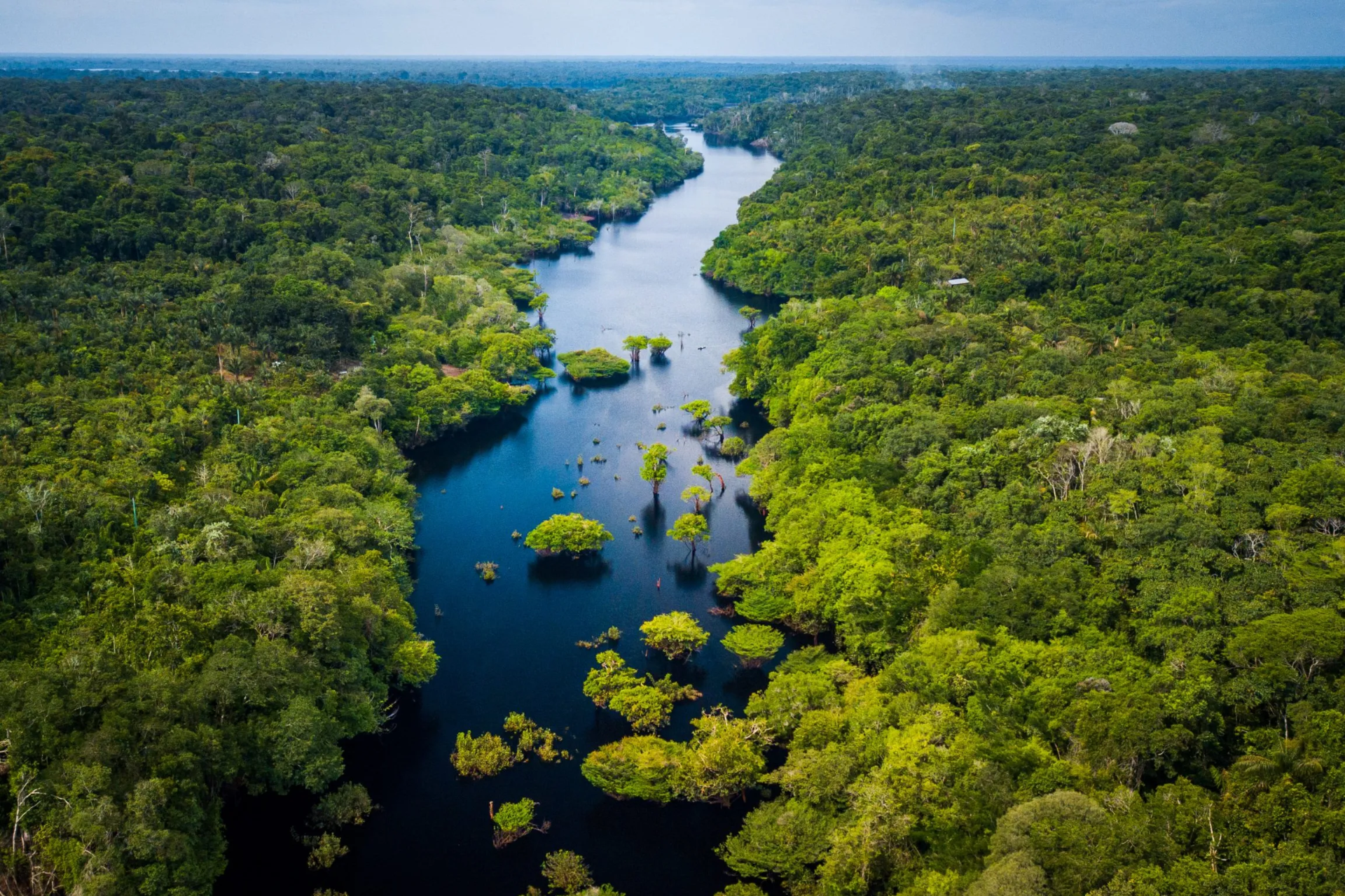 Bosque de Palmeras de Ocol