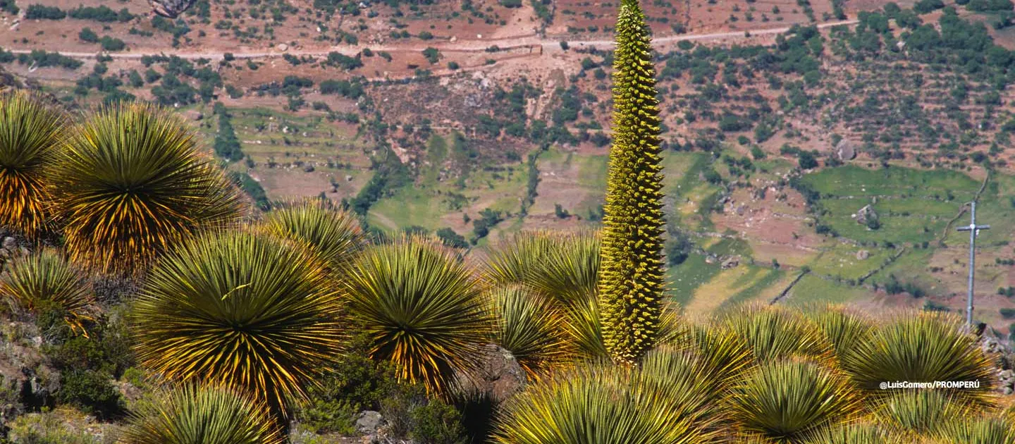 Bosque Dorado de Puyas Raimondi