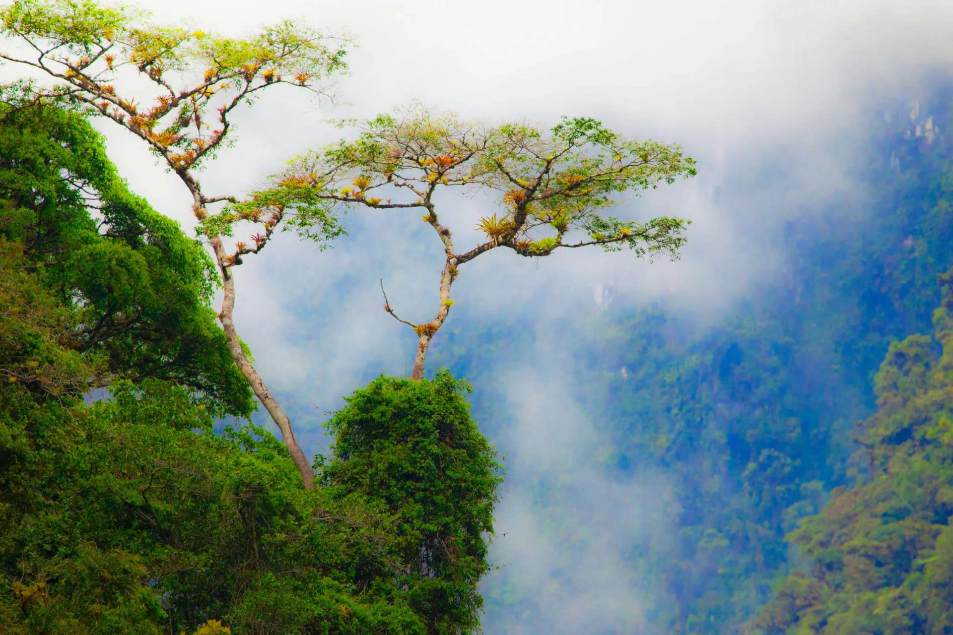 Parque Nacional Yanachaga-Chemillén