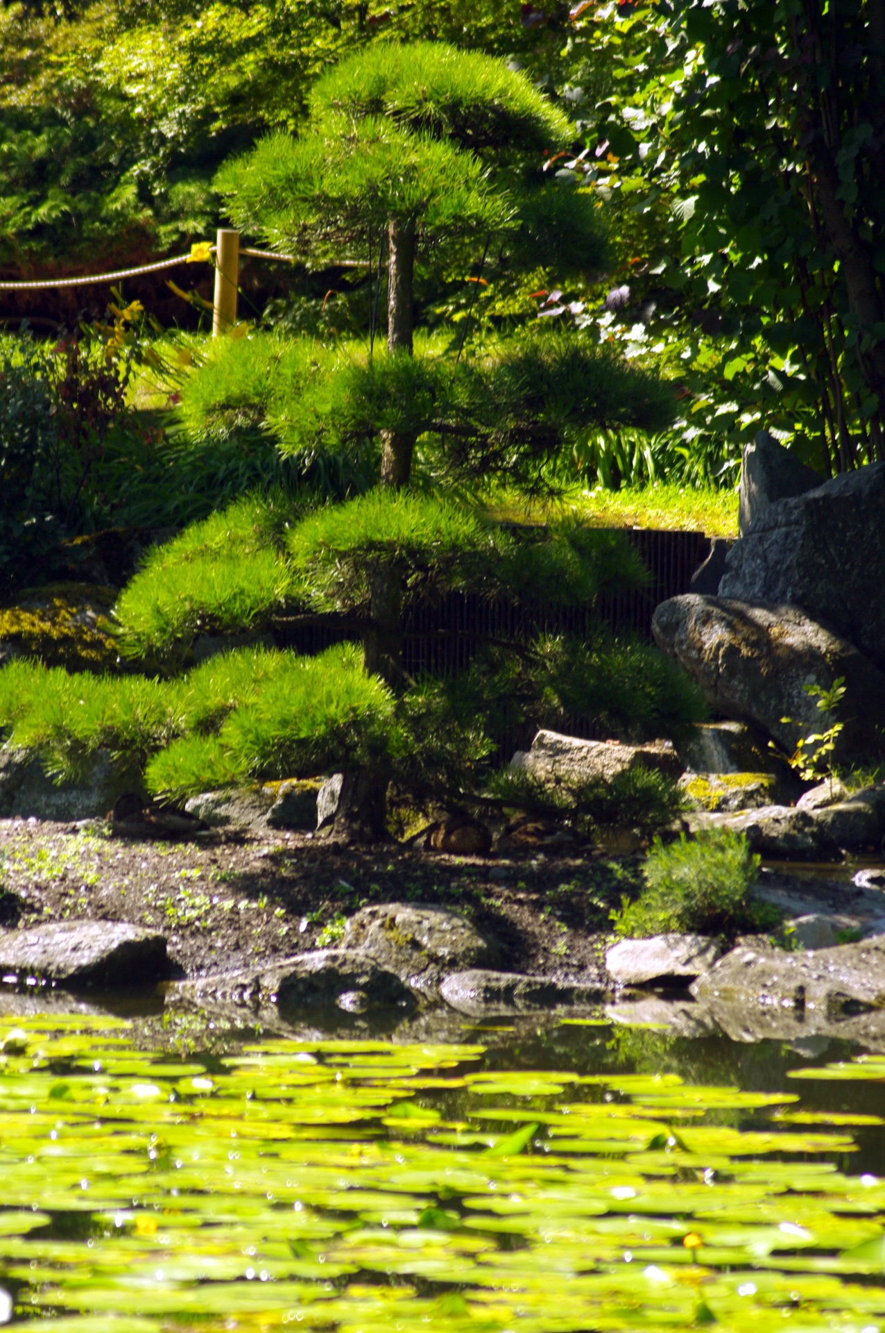 Jardín japonés