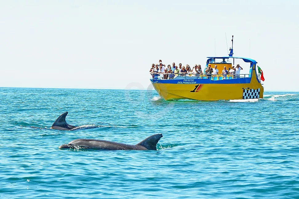 Tours de avistamiento de delfines