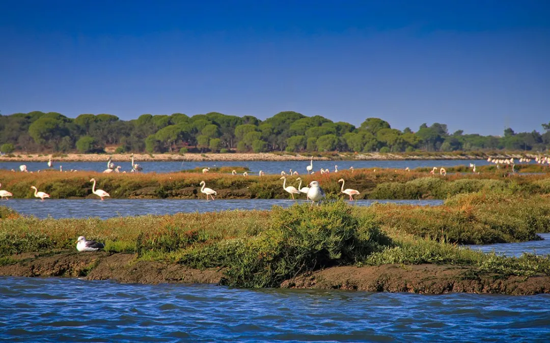 Reserva Natural del Estuario del Sado