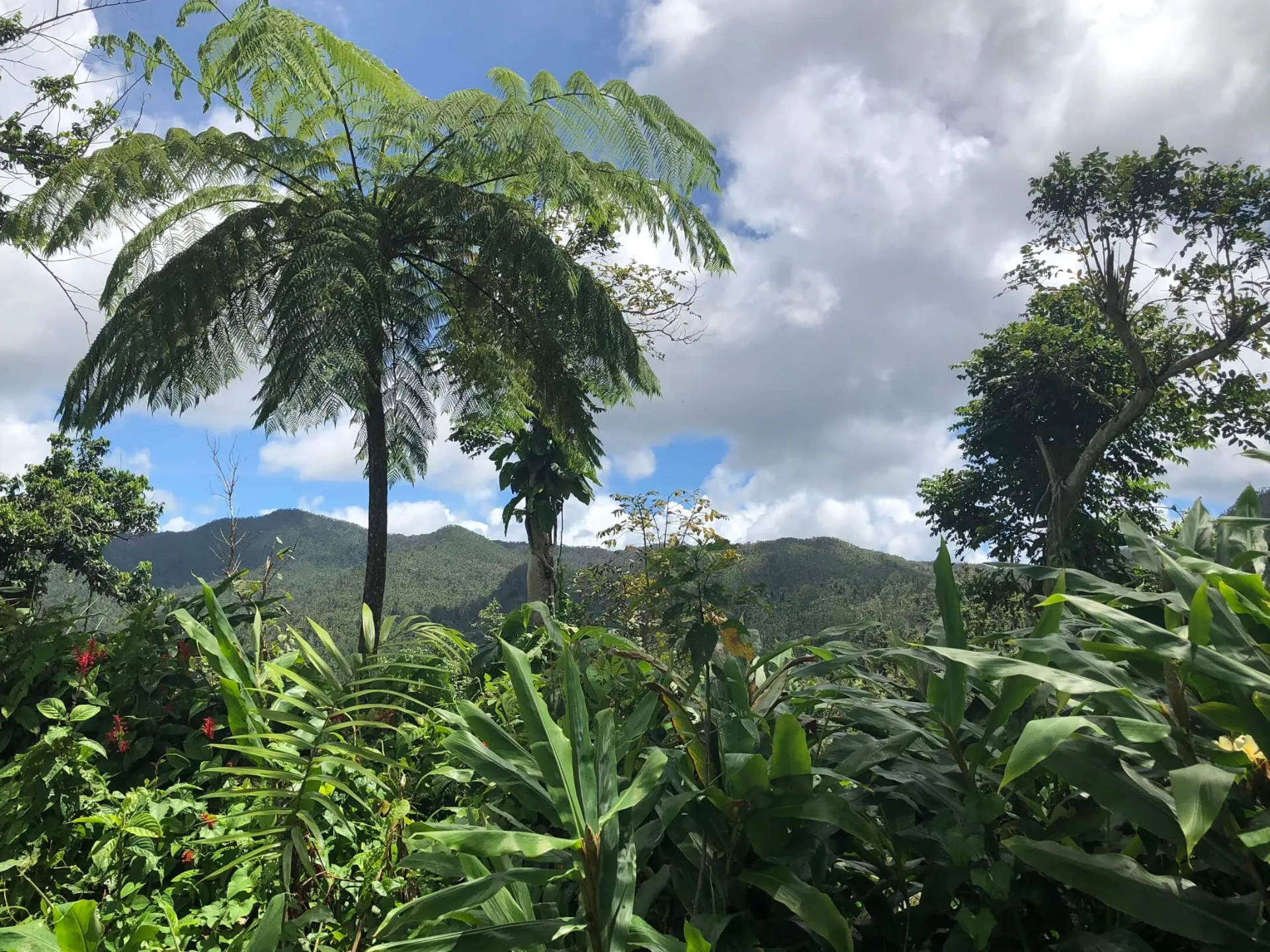 El Yunque National Forest