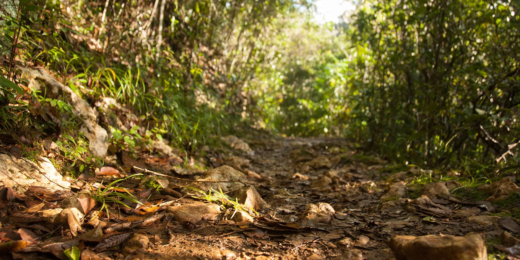 Bosque Estatal de Guajataca