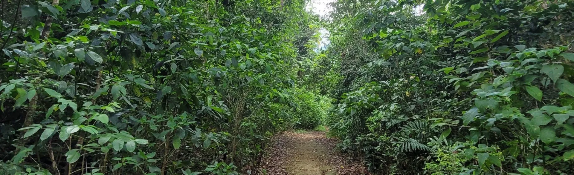 Bosque Estatal de Cambalache