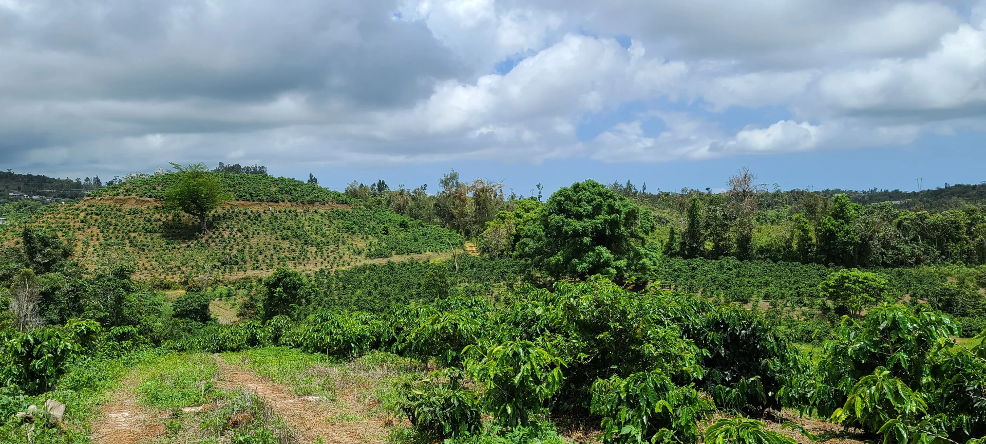 Hacienda de Café