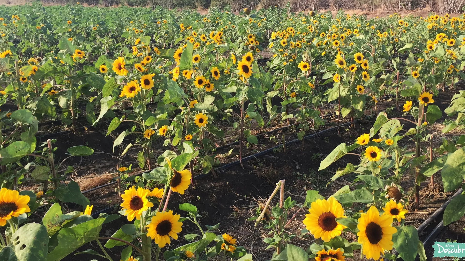 Finca El Girasol