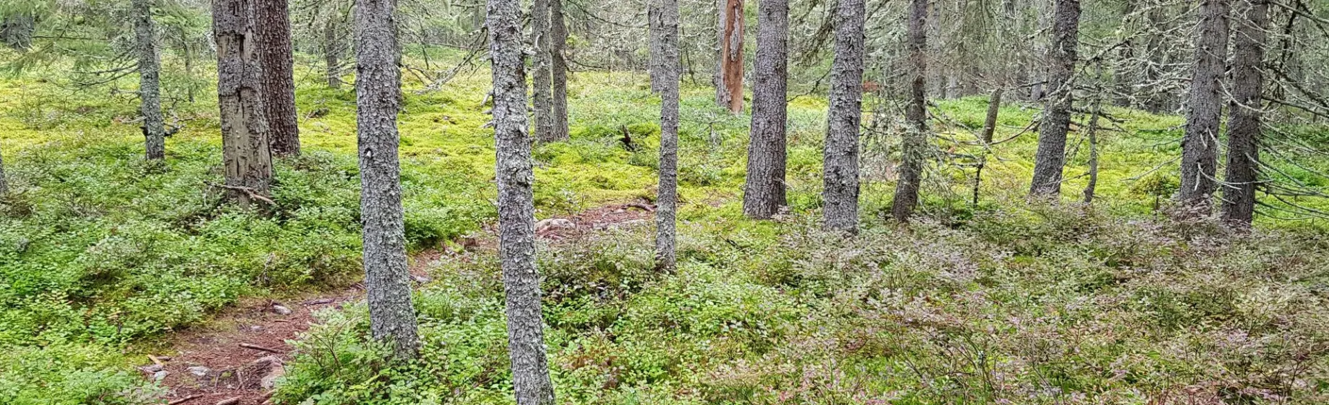 Smitingen-Härnöklubb Nature Reserve