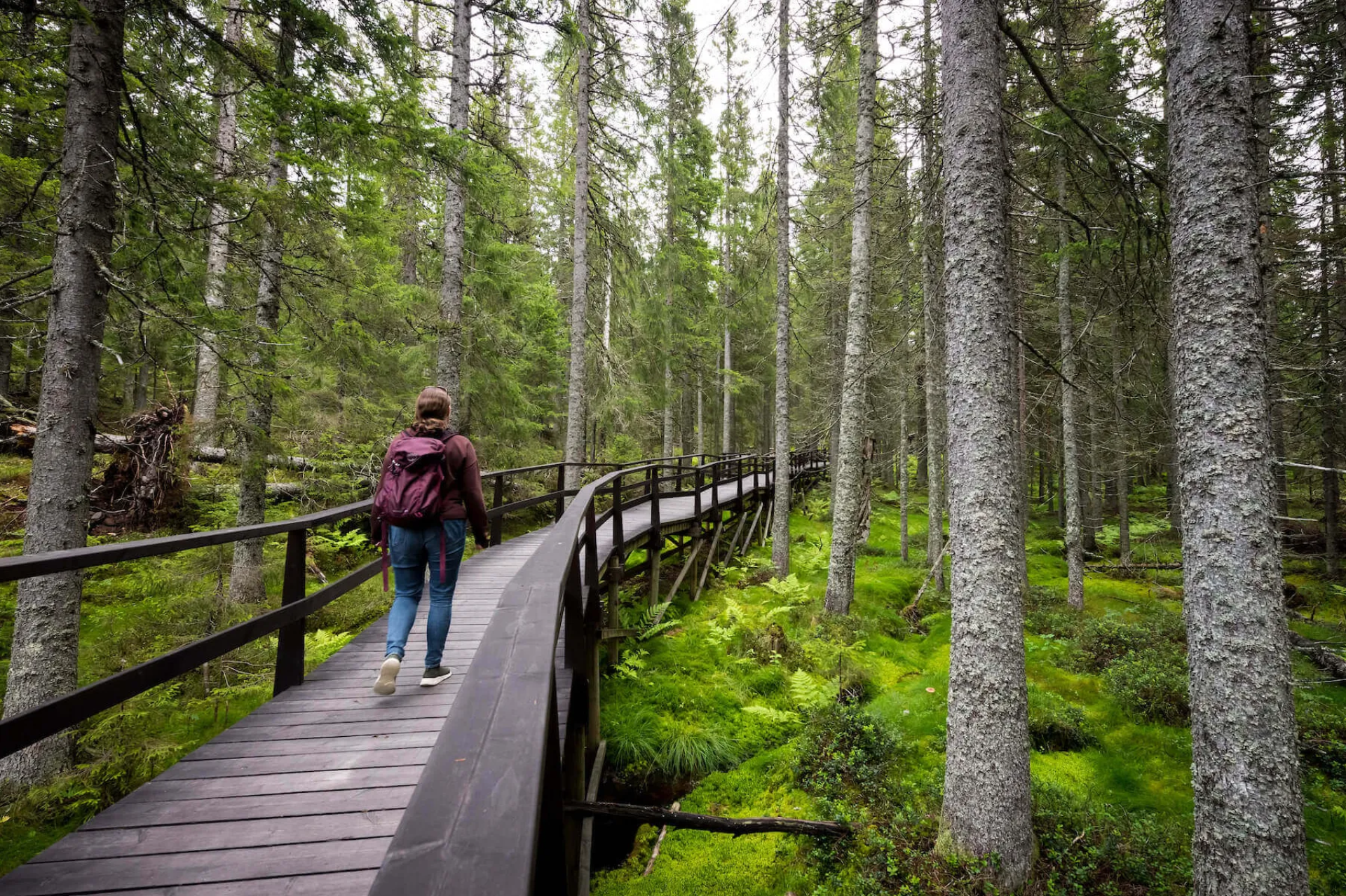 Parque Nacional Skuleskogen