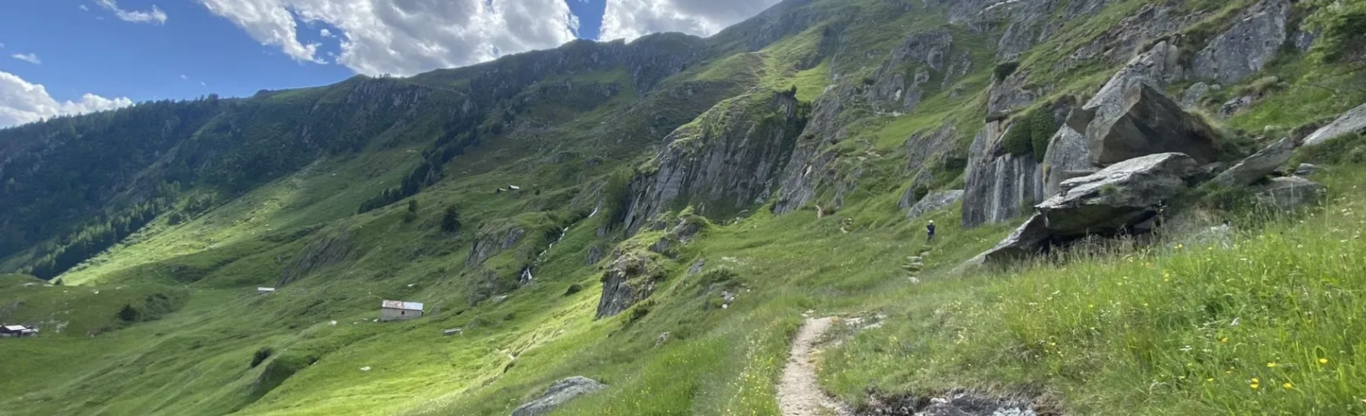 Aletsch Forest