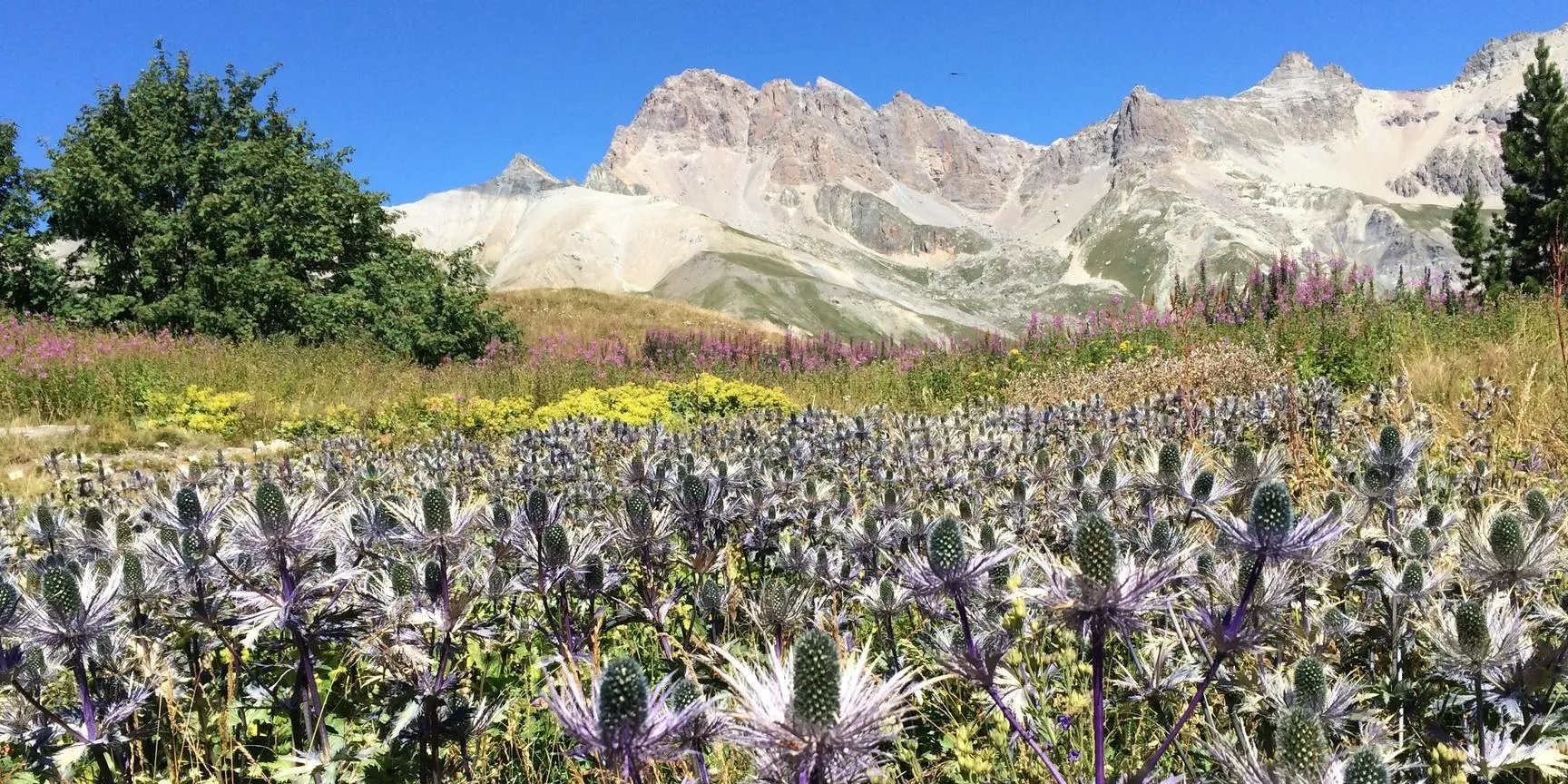 Jardin des Alpes