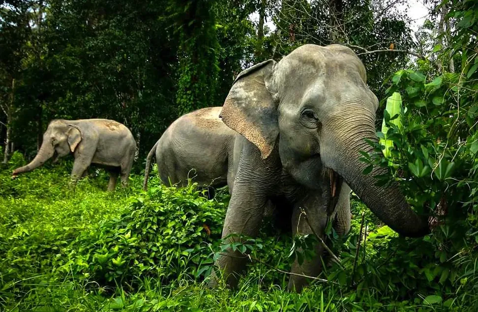 Santuario de elefantes