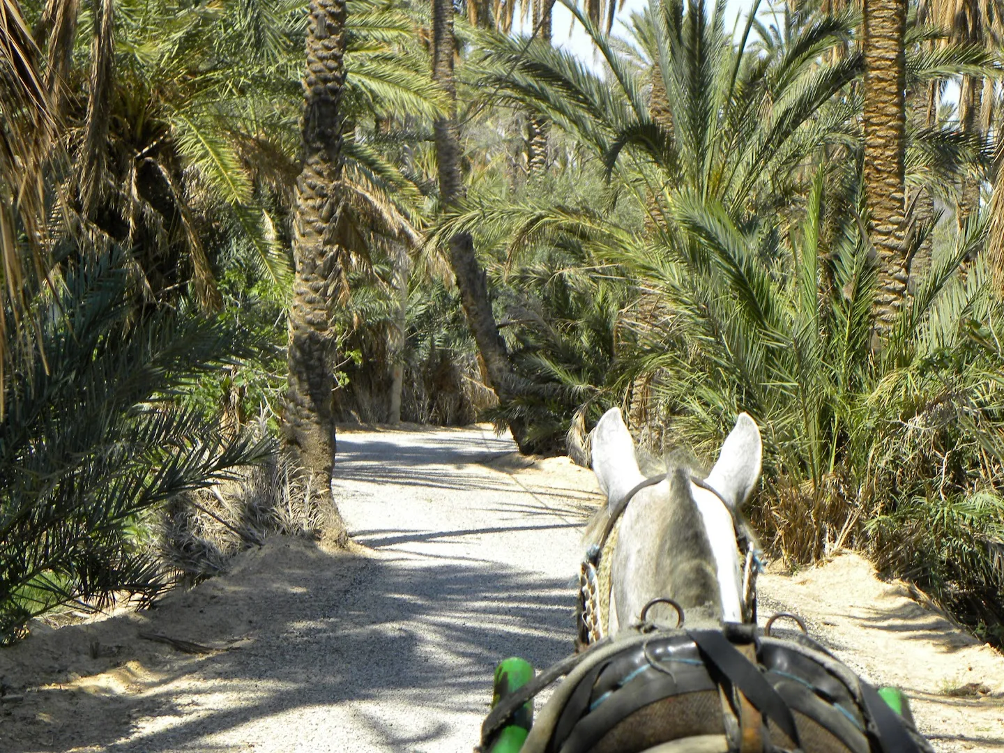 Palmeral de Tozeur