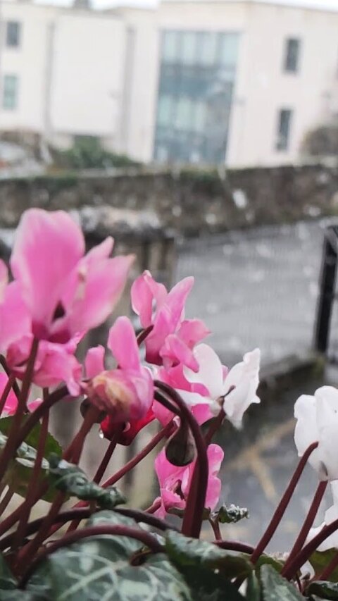 Audioguía de Palacio Armagh