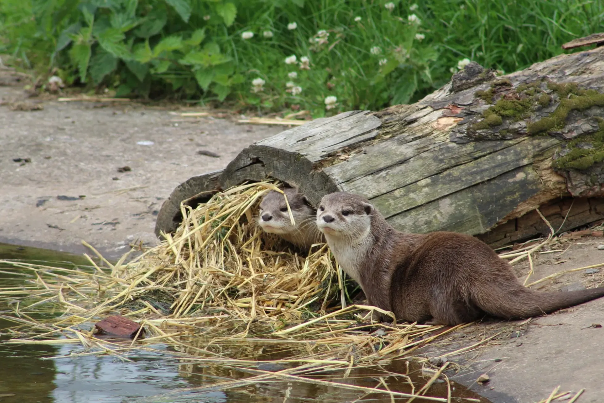 Camperdown Wildlife Centre