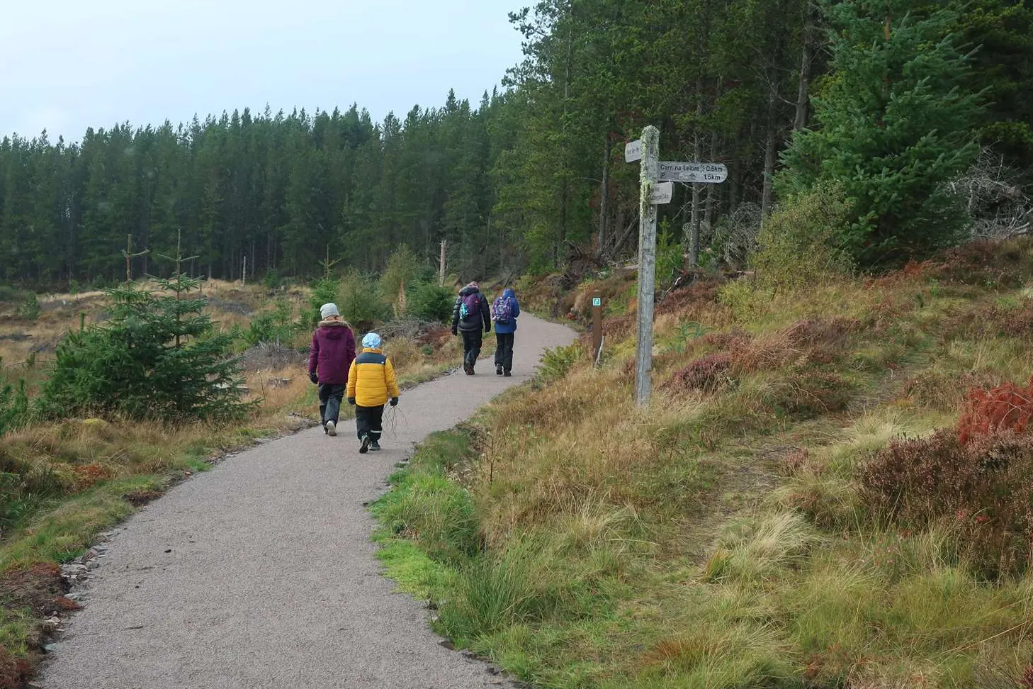 Abriachan Forest