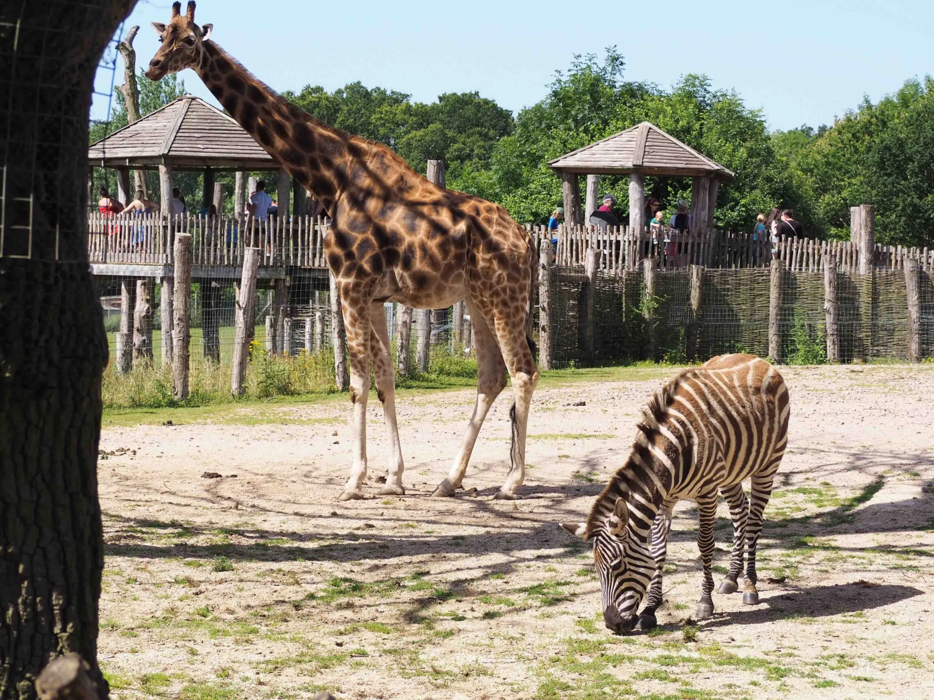 Marwell Zoo