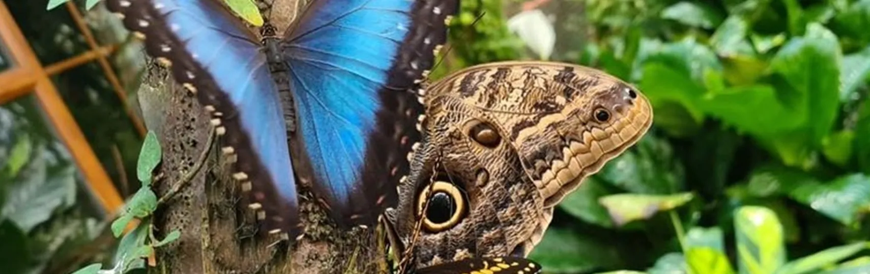 Tropical Butterfly House, Wildlife & Falconry Centre