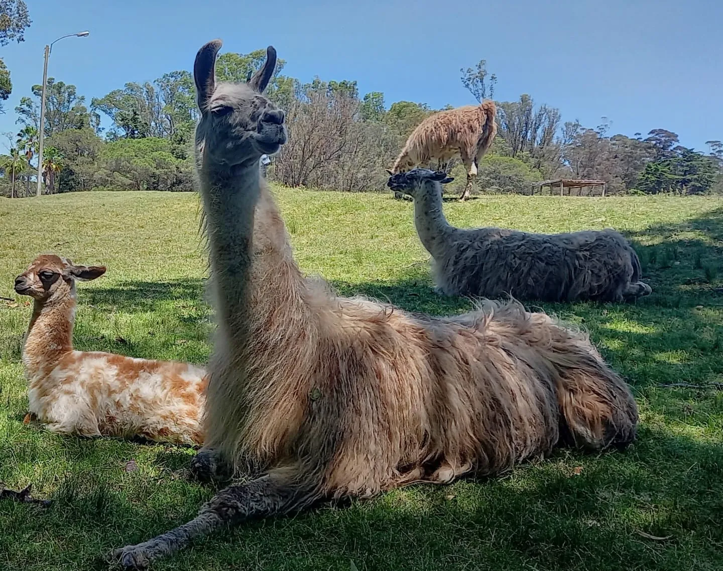 Zoo Parque Lecocq