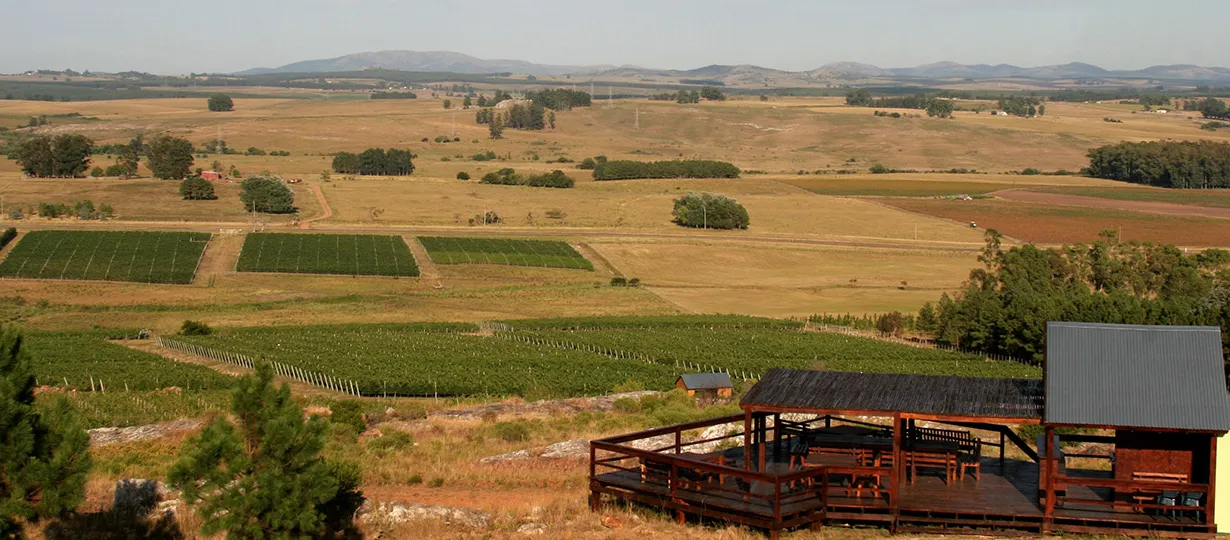 Bodega Alto de La Ballena