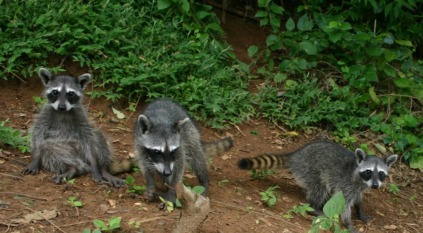 Reserva de Flora y Fauna de Pan de Azúcar