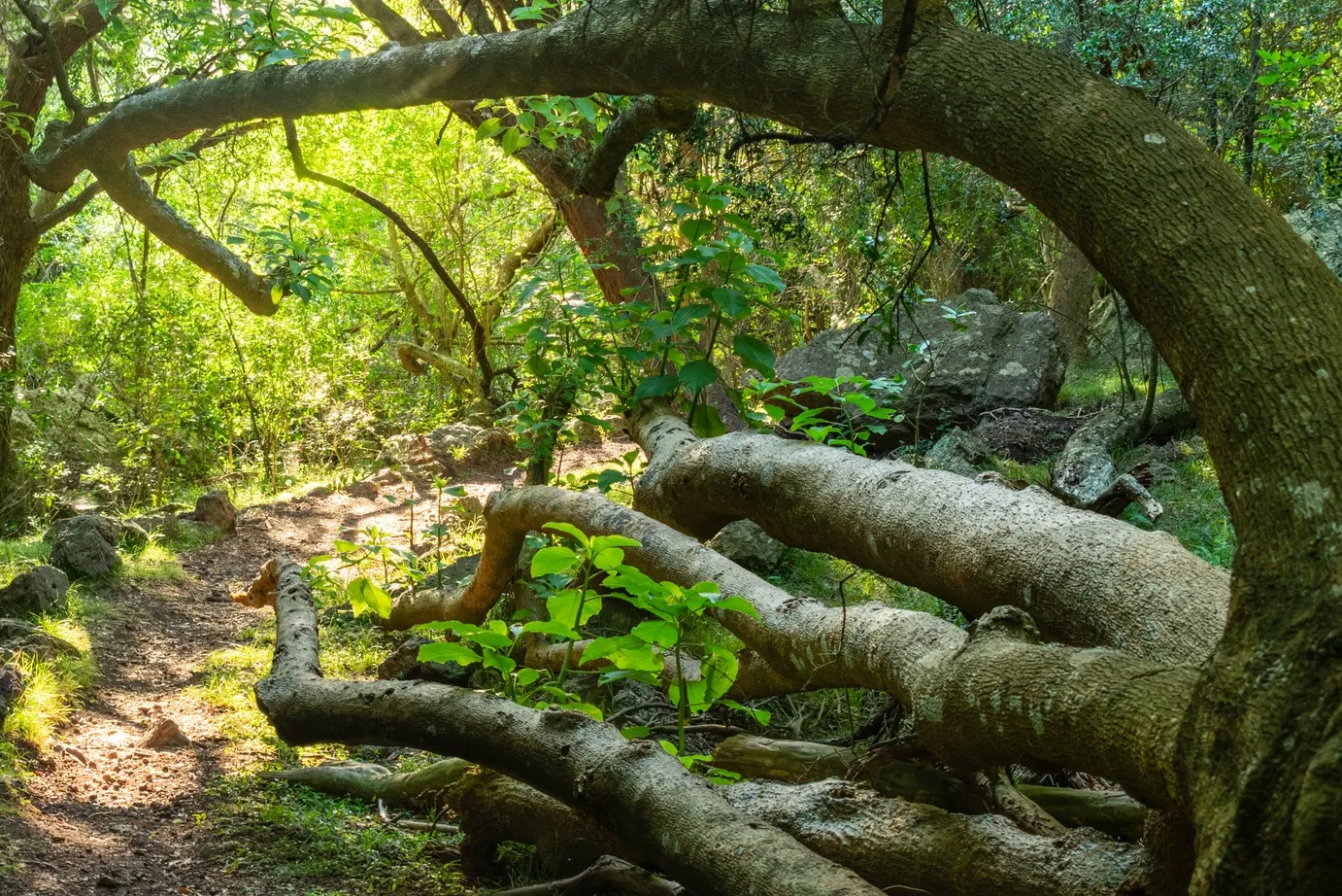 Bosque de Ombúes