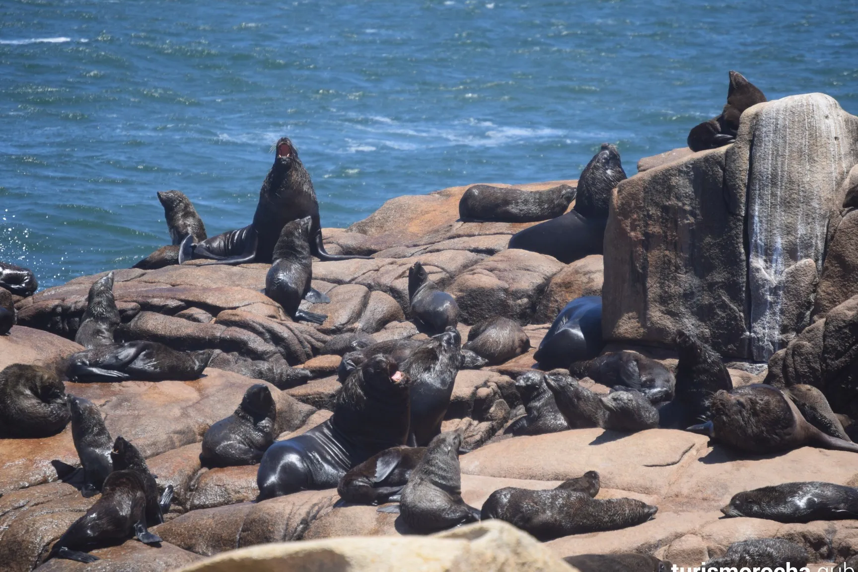 Reserva de Lobos Marinos